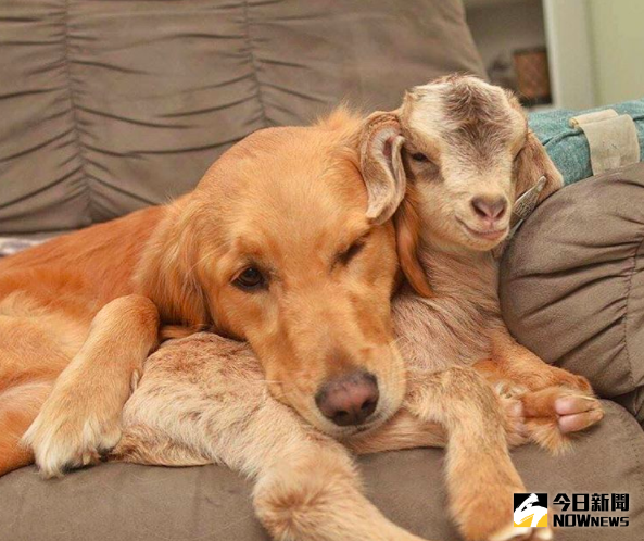 ▲黃金獵犬照顧羊寶寶，視為自己小孩。（圖／翻攝自thedodo）