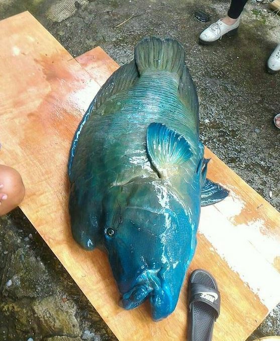 ▲在綠島海域僅存不到7隻的瀕危保育類「龍王鯛」，慘遭民宿業者獵殺，還將魚屍放在砧板上拍照，引發網友痛批。（圖／翻攝自網路）