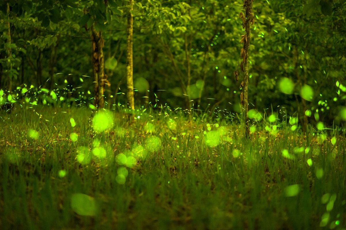 ▲每年4月到5月初是螢火蟲量最多的時候，但近日天公卻不作美，頻繁的下雨還能看到螢火蟲嗎？專業導覽人員給答案了。（圖／NOWnews資料照）