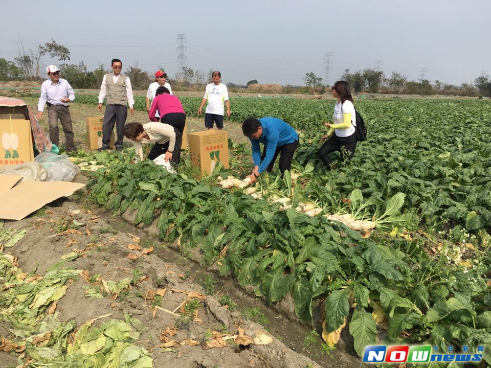 ▲溪州鄉青年農民鐘翊禹採用無毒管理方式栽種蔬果，今年蘿蔔長成比往年更豐收，開放農田讓民眾來拔蘿蔔，享受當1日農夫的樂趣。（圖／記者陳雅芳攝，2017.3.4）