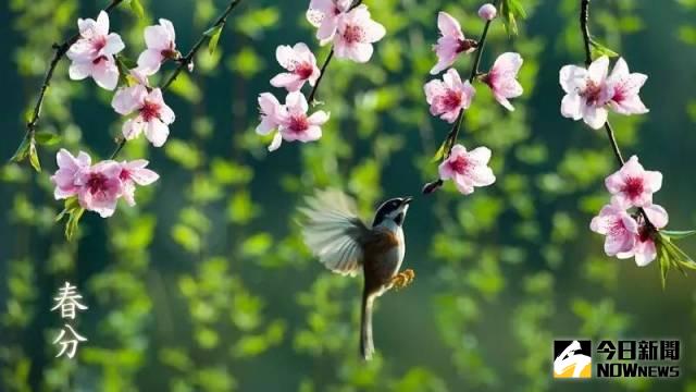 今（20）日將迎來農歷二十四節氣中的「春分」。