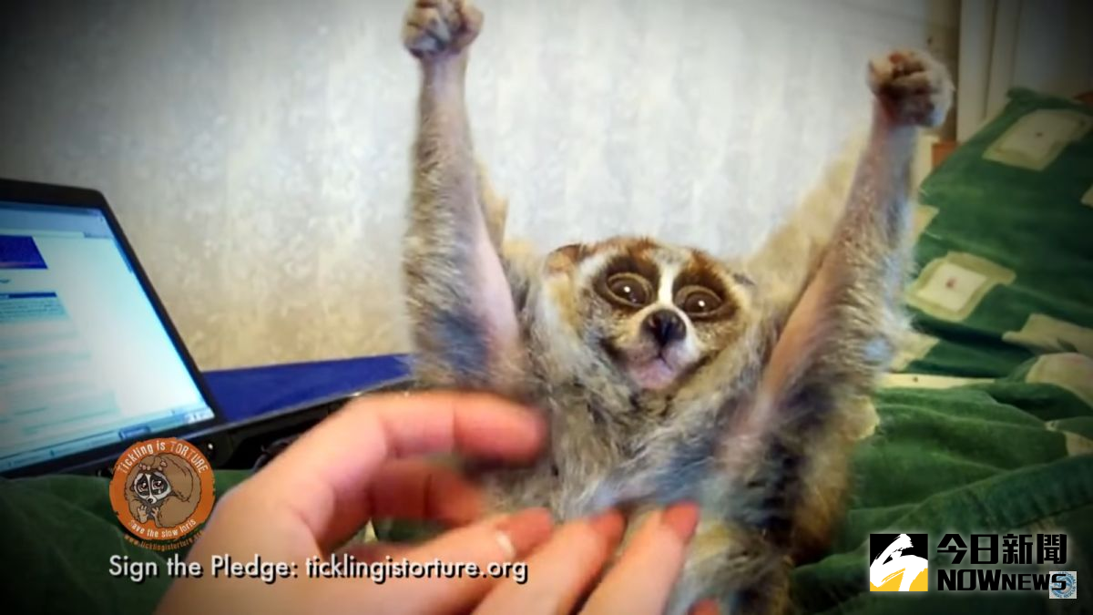 ▲懶猴舉手雖然可愛，但牠們其實正處於極大恐懼中。（圖／翻攝自YouTube）