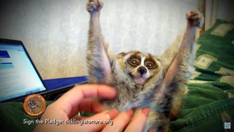 ▲懶猴舉手雖然可愛，但牠們其實正處於極大恐懼中。（圖／翻攝自YouTube）