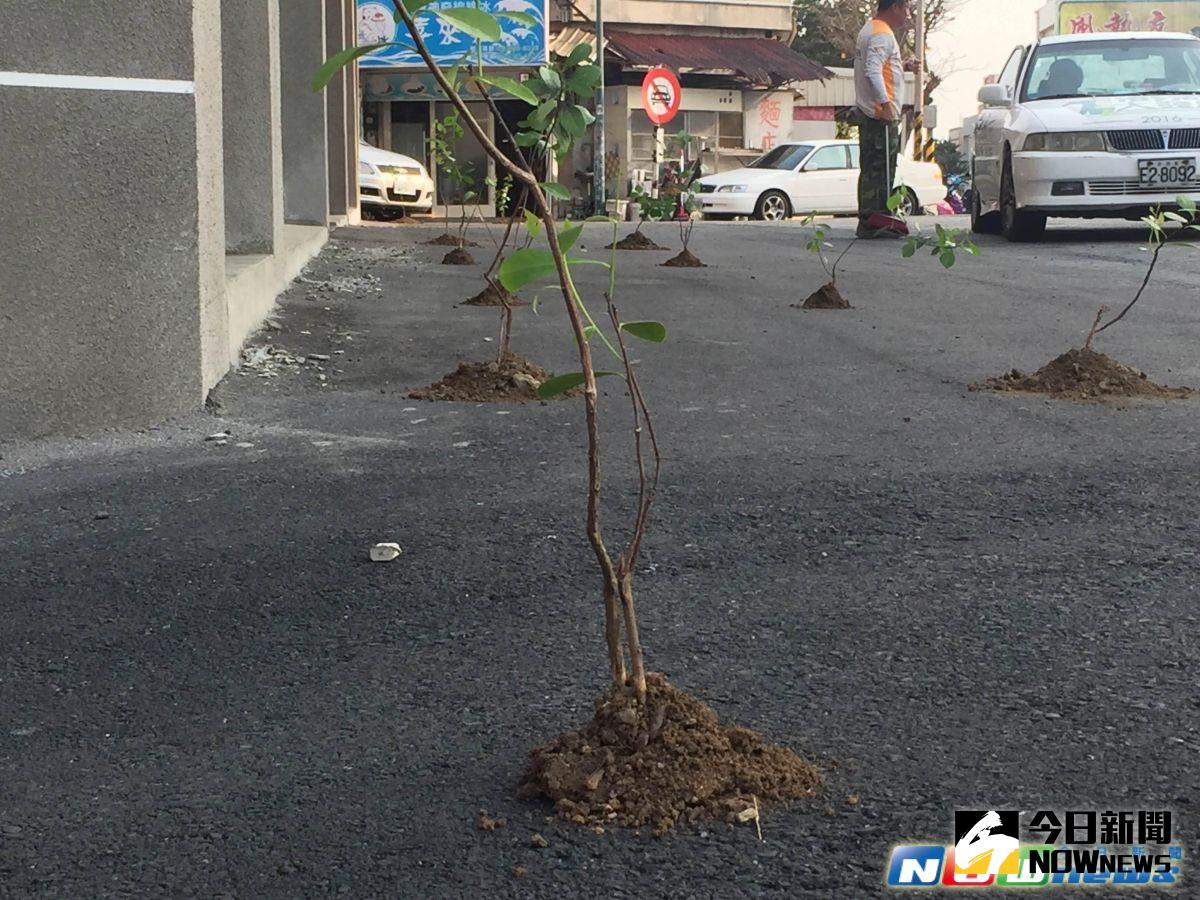 ▲澎湖出現將樹苗種在柏油地上的「特殊景象」。（圖／樹黨提供）