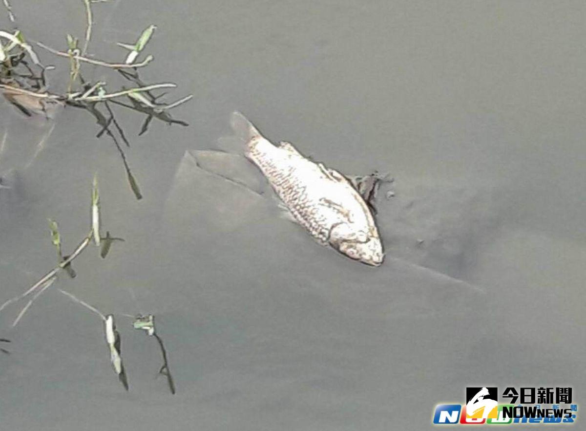 ▲彰化市洋仔厝溪漂浮大量魚屍，一尾尾全翻了肚的魚屍，在烈日曝曬下，飄散出腐臭味，令人作嘔。（圖／記者陳雅芳攝，2017.3.18）