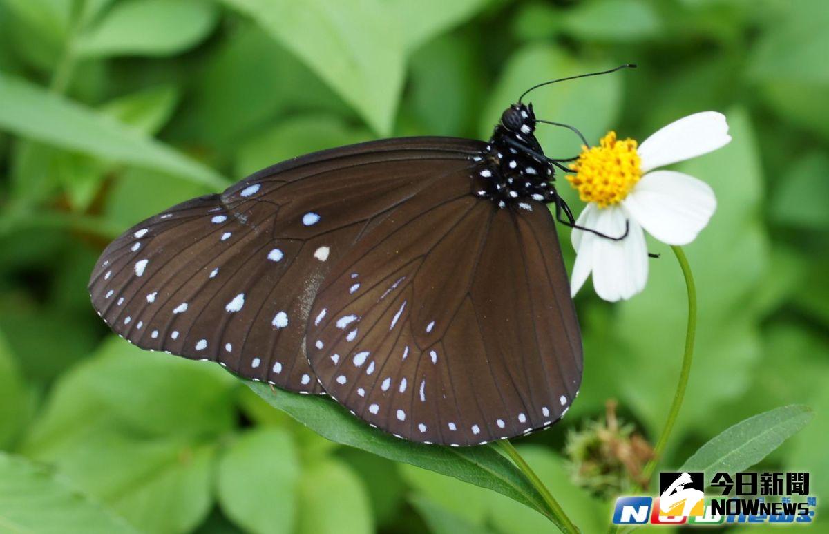 ▲台灣紫斑蝶以端紫斑蝶、斯氏紫斑蝶、圓翅紫斑蝶和小紫斑蝶等四種最常見。  （圖／南投林區管理處提供，2017.03.26）