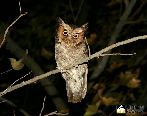 ▲充滿神秘色彩的貓頭鷹，雙流自然教育中心帶領遊客夜訪了解生態。（圖／翻攝自網路）