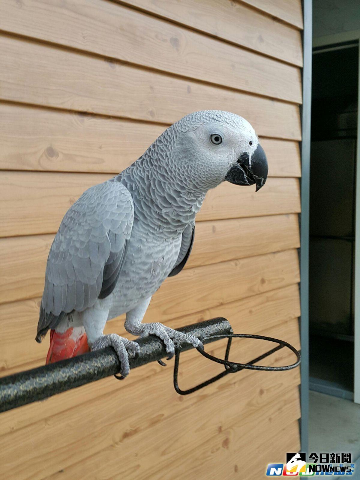 ▲吃得頭好壯壯的灰鸚鵡「菜包」竟然擊落老鷹，大獲全勝，讓主人驕傲不已。（圖／常似虎攝，2017.3.22）