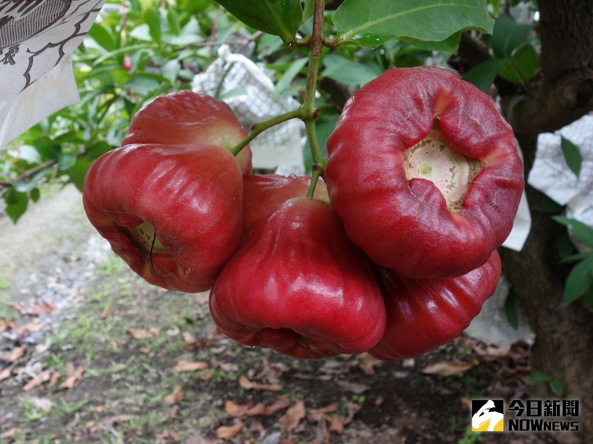 ▲三月中旬以後蓮霧將陸續上市，春果蓮霧品質最優。（圖／記者陳宗傑翻攝2017.3.8）