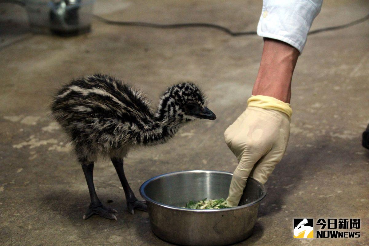 ▲頭好壯壯的鴯鶓屬於早熟性鳥類，出生3-4天後可站立，並且生長快速。（圖／北市動物園提供）