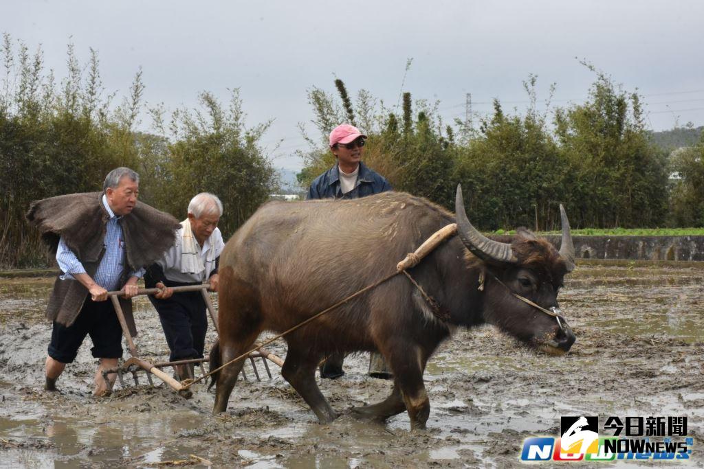 ▲新竹縣長邱鏡淳(左)、巨埔里前里長曾國渠(左二)以及水牛學堂校長李春信(右)與大水牛一起示範傳統農耕。（圖／記者常似虎翻攝，2017.3.20）