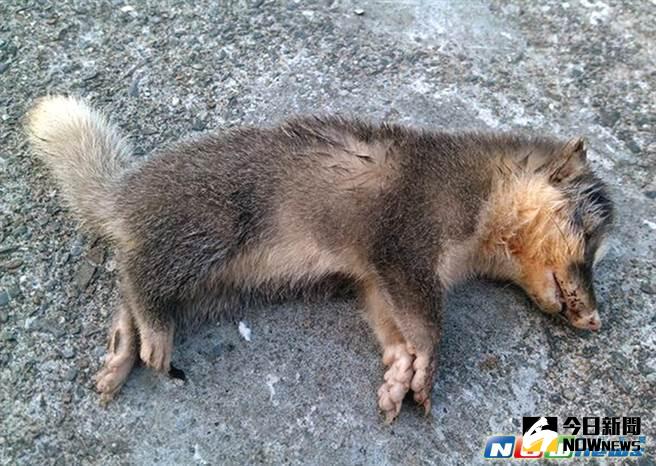 ▲農委會防檢局今（9）日指出，首次於苗栗檢出鼬獾感染狂犬病，並無人員遭咬傷。（資料照片／台東防疫所提供）