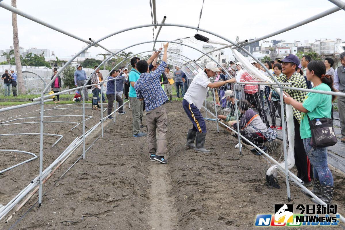 ▲「木鱉果」，是一種葫蘆科苦瓜屬的草本植物，又名木虌子、木鱉子，或夫妻果、天堂果、長生果、陰陽果，成熟時結滿紅色果實。圖為與會來賓及農友實習木鱉果隧道式棚架搭設技術。（圖/台東農改場提供，2017 .03 .21）