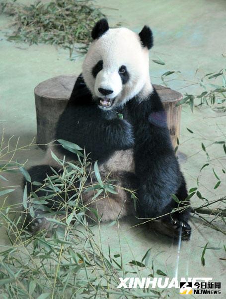 11月8日，大熊貓『團團』在臺北市立動物園裡吃竹子。
