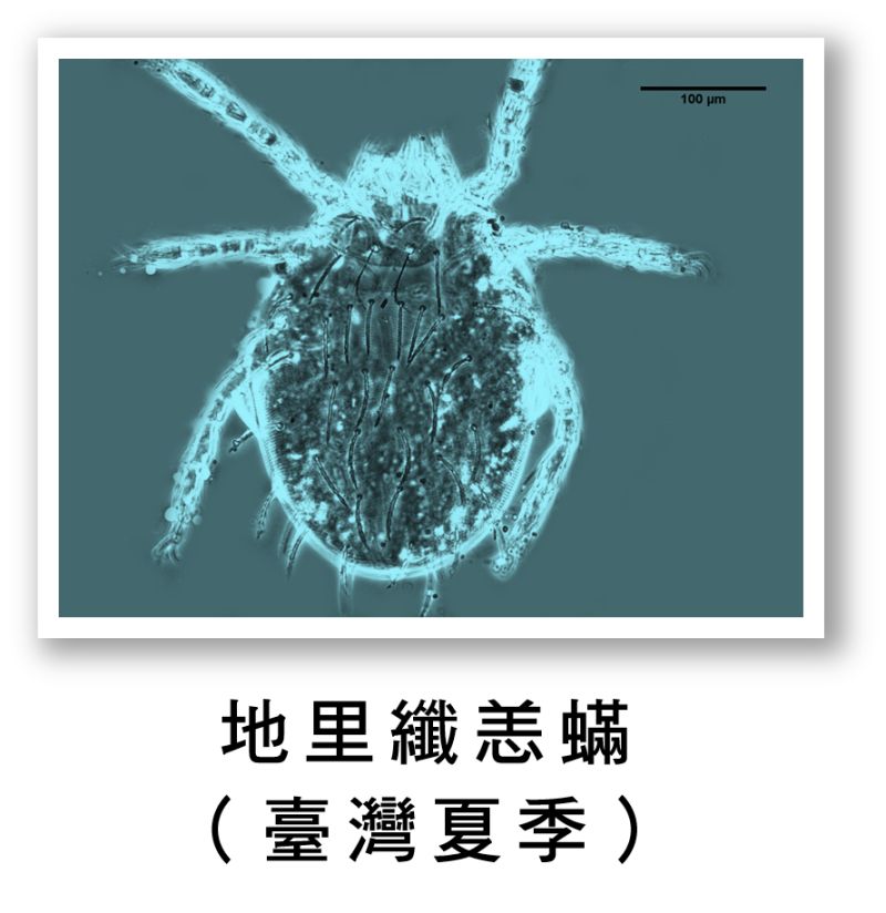 ▲暖冬影響，今年恙蟲病通報數已高過近5年同期，有提早流行趨勢。（圖／疾管署提供）