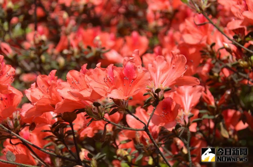 ▲杜鵑杜鵑幾月開？福山植物園報給你知。（圖／林試所提供）