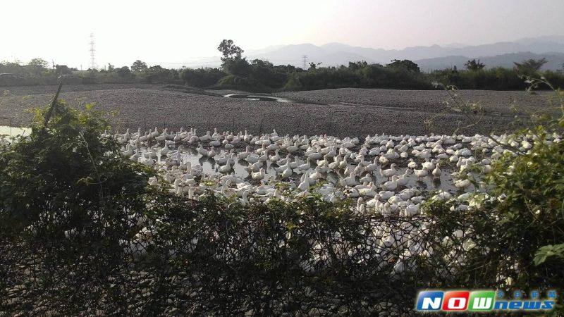 ▲宜蘭禽流感疫情又一樁，明將撲殺9千隻櫻桃鴨。（圖／記者李清貴翻攝,2017.3.9）