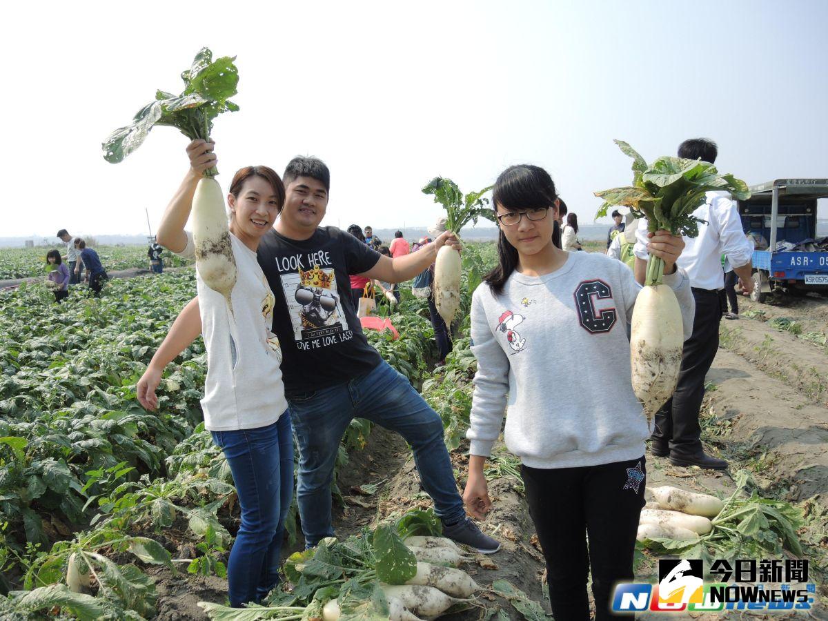 ▲青年農民鐘翊禹開放在濁水溪高灘地的蘿蔔田，讓民眾採蘿蔔體驗1日農夫的樂趣，男女老幼以及親子都下田拔蘿蔔，紛紛喊著「太好玩啦！」現場充滿歡笑聲。（圖／記者陳雅芳攝，2017.3.5）
