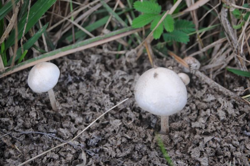 ▲滿州鄉永靖社區有一種天然的興奮劑就是迷幻魔菇，只長在山野中吃了之後讓人有神聖而平靜的感覺。（圖／記者陳宗傑翻攝2017.3.13）