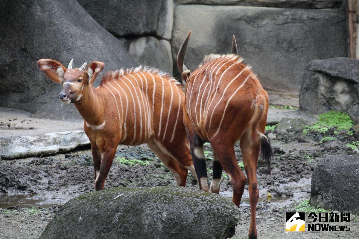 ▲ 「小蓉」（左）在多位保育員輪番接力，不分日夜的細心照顧下，慢慢地融入群體生活，現在已可以在群體中看到她的身影。（圖／北市動物園提供）