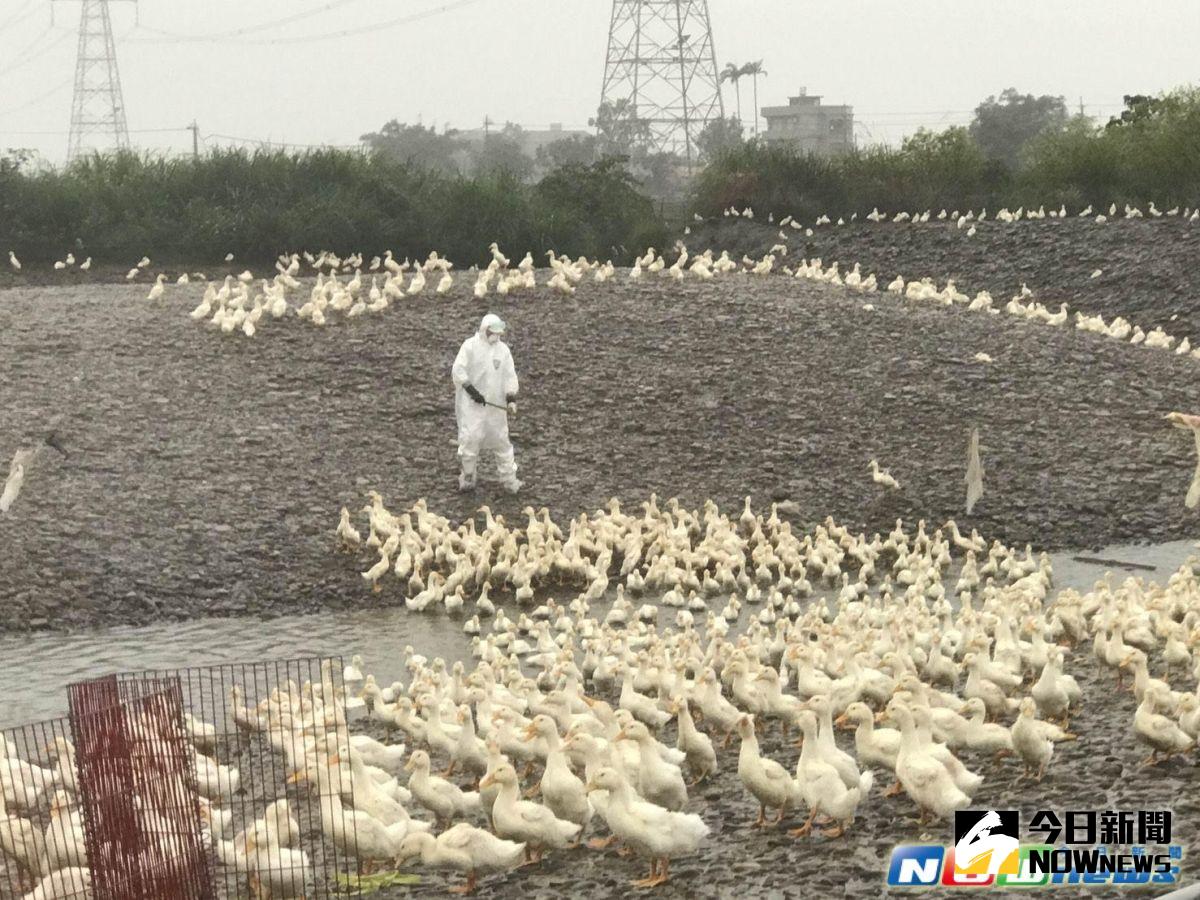▲即便沒有臨床症狀，還是要撲殺罹禽流感鴨。（圖／記者李清貴翻攝,2017.3.10）