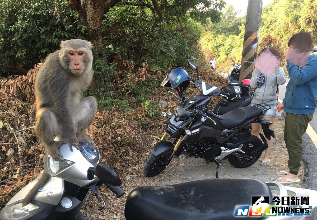 ▲藉由生態及社會教育，發展野生獼猴及人猴關係管理模式，提升台灣獼猴之形象及價值。但賞猴之餘，交通工具勿亂停放，免造成他人不便。（圖／記者宋德威攝，2017.3.5）