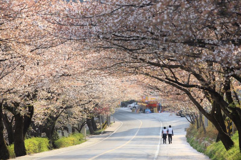 ▲號稱全韓國最美的「十里櫻花路」，兩排雪白的櫻花樹向道路中間延伸，畫出完美的弧形，彷彿進入了一條雪白的隧道。（圖／韓國觀光公社）
