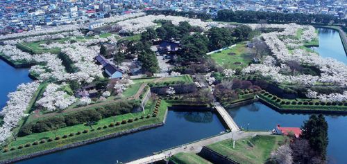 ▲位於函館的五稜郭公園，是日本第一座西式堡壘，4月櫻花季時將有1600多棵櫻花樹沿著星形城郭盛開。（圖／資料照，Hotels.com）