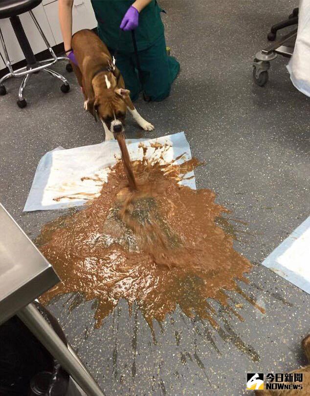 ▲狗狗誤食巧克力，這張照片看出後果多可怕。（圖／翻攝自臉書）