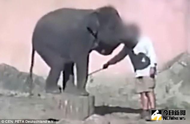 ▲德國動物園虐待大象，用鞭子不斷抽打。（圖／翻攝自dailymail）