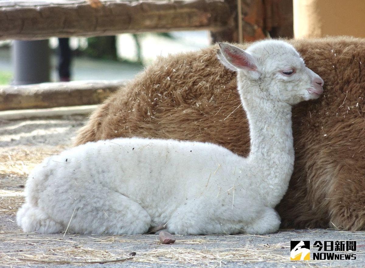 ▲「妮嘉」緊緊黏在媽媽身邊，玩累了便會像沒了電一樣，瞬間倒頭就睡。（圖／北市動物園提供）