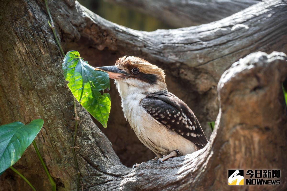 ▲笑翠鳥最大的特色就是叫聲有如人類的笑聲。（圖／北市動物園提供）