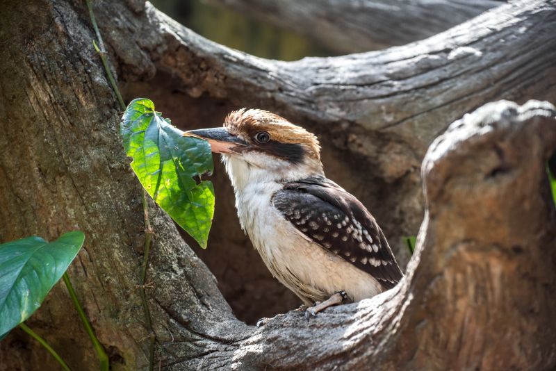 ▲笑翠鳥最大的特色就是叫聲有如人類的笑聲。（圖／北市動物園提供）