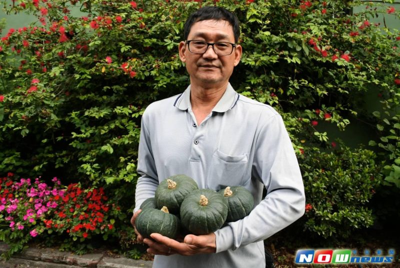 ▲里港農民陳榮隆去年嘗試栽種日系品種栗子南瓜，一種成功，結實豐收。（圖／記者陳宗傑,攝2017.4.11）