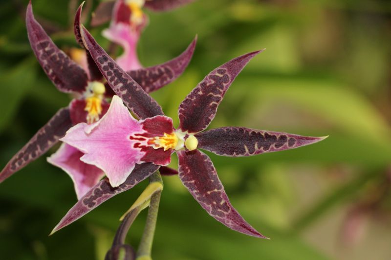 ▲紫天王文心蘭，台灣自行育出紫色花十分稀有。（圖／公園處提供）