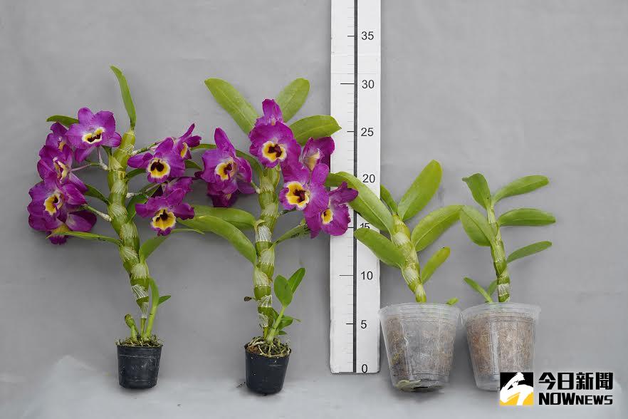 ▲花農技術大突破。（圖／農委會提供）