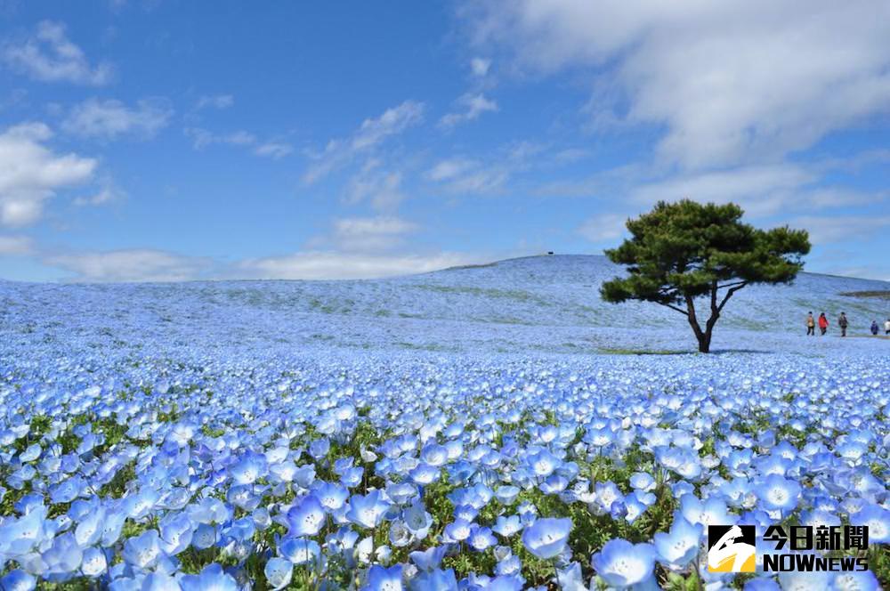 ▲常陸海濱公園粉蝶花季4月22日正式展開。（圖／茨城縣政府）