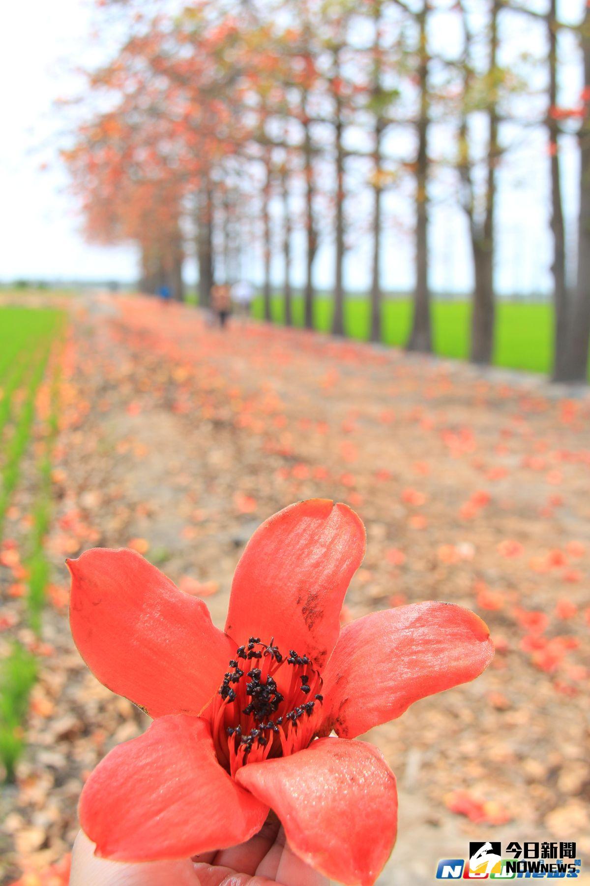 ▲竹塘鄉濁水溪河床上的木棉花道，火紅的木棉花掉落樹下，形成一條紅色大道，紅花綠田對比格外耀眼，已成為婚紗拍攝的取景亮點。（圖／記者陳雅芳攝，2017.4.16）