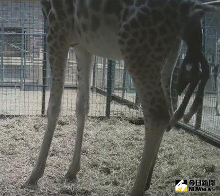 ▲兩米高墜地，長頸鹿生產過程大公開。（圖／翻攝自Chester Zoo臉書）