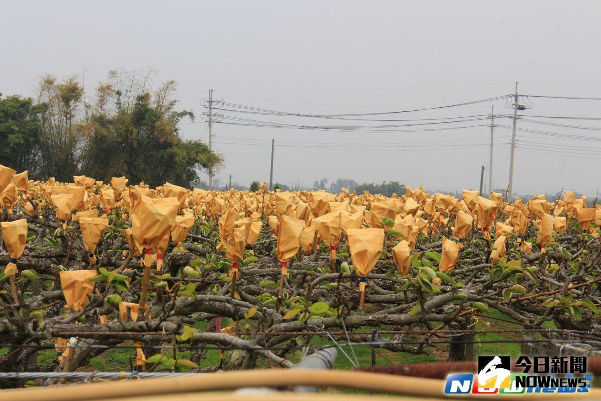 ▲今年初冬季溫暖，梨苗嫁接順利，結果率接近百分百，果農們小心翼翼的幫小果實套袋，一眼望去成為一片「黃海」，相當壯觀。（圖／記者陳雅芳攝，2017.4.1）