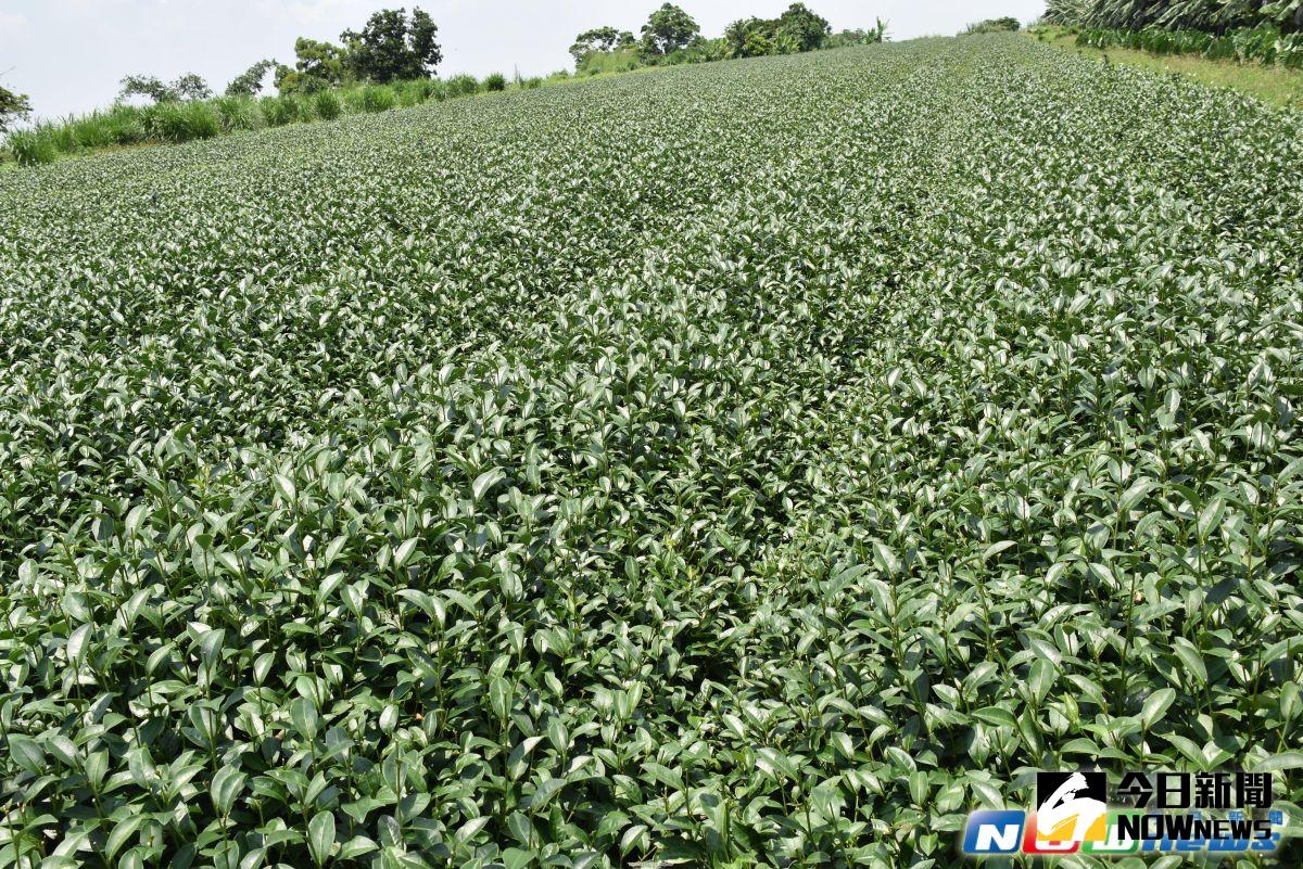 ▲。（圖／林內坪頂茶已栽培數十年。記者郭春輝攝）