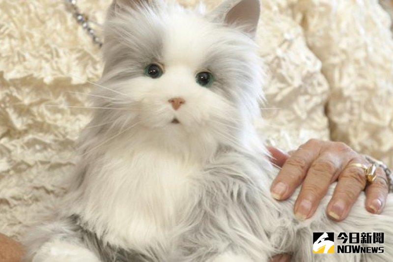 ▲美國玩具公司「孩之寶」（Hasbro）推出機器貓Joy For All系列，這款機器貓擬真程度高，摸它時，會露出愉悅反應，甚至開心得「翻肚」。（圖／翻攝自YouTube）