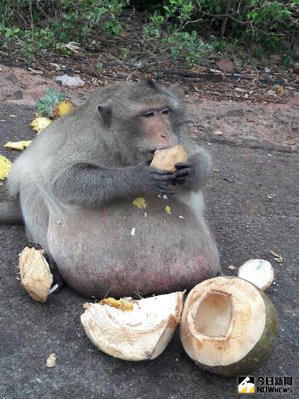 ▲遊客一直餵食，獼猴胖到肚子超大。（圖／翻攝自《鏡報》）