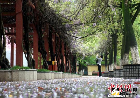 4月9日，南昌市育新學校內，一位家長在拍攝紫藤花海。