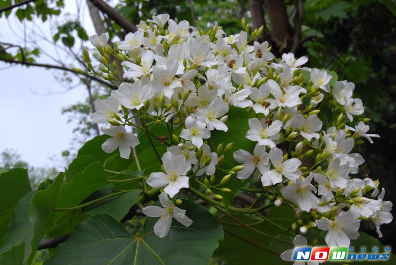 ▲福田社區桐花陸續綻放美麗的花瓣，邱建富歡迎全國各地民眾前往一遊。（圖／記者陳雅芳攝，2017.4.23）