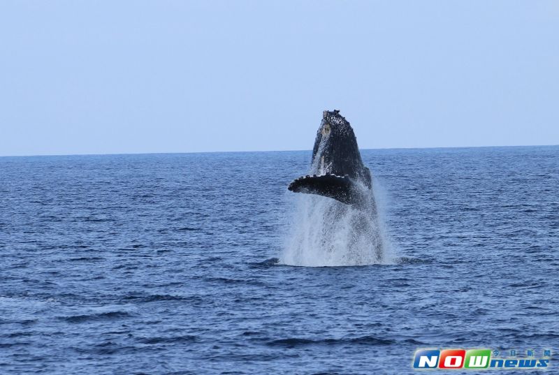▲座頭鯨又名大翅鯨、駝背鯨、巨臂鯨，俗稱海崎（閩南語），座頭鯨以其躍出水面姿勢、超長的前翅與複雜的叫聲而聞名，近日出沒在成功海域，圖為大翅鯨媽媽海面躍身。（圖／東管處提供，2017 .04 .15）