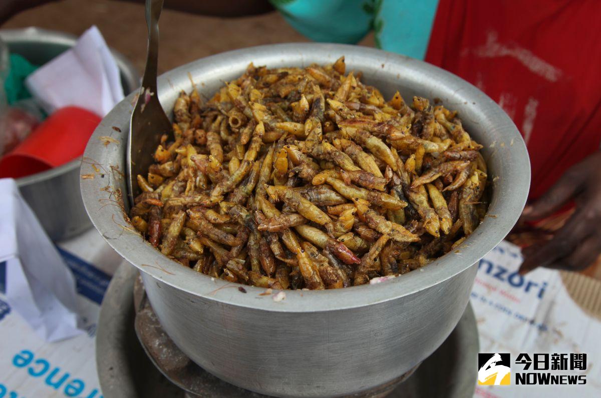 ▲西雅圖球迷喜歡吃烤蚱蜢。（圖／美聯社／達志影像）