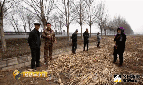 東北開種「天價玉米」。