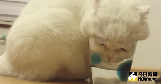 ▲貓咪為喝水硬塞杯中，臉頰肉溢出來超療癒。（圖／翻攝自Instagram）
