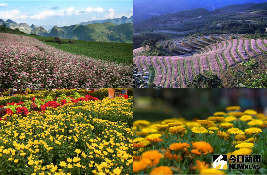 ▲賞花不只有日本，越南賞花正夯！有菊花、桃花，還有粉紅的蕎麥花雪。（圖／資料照片，合成圖）